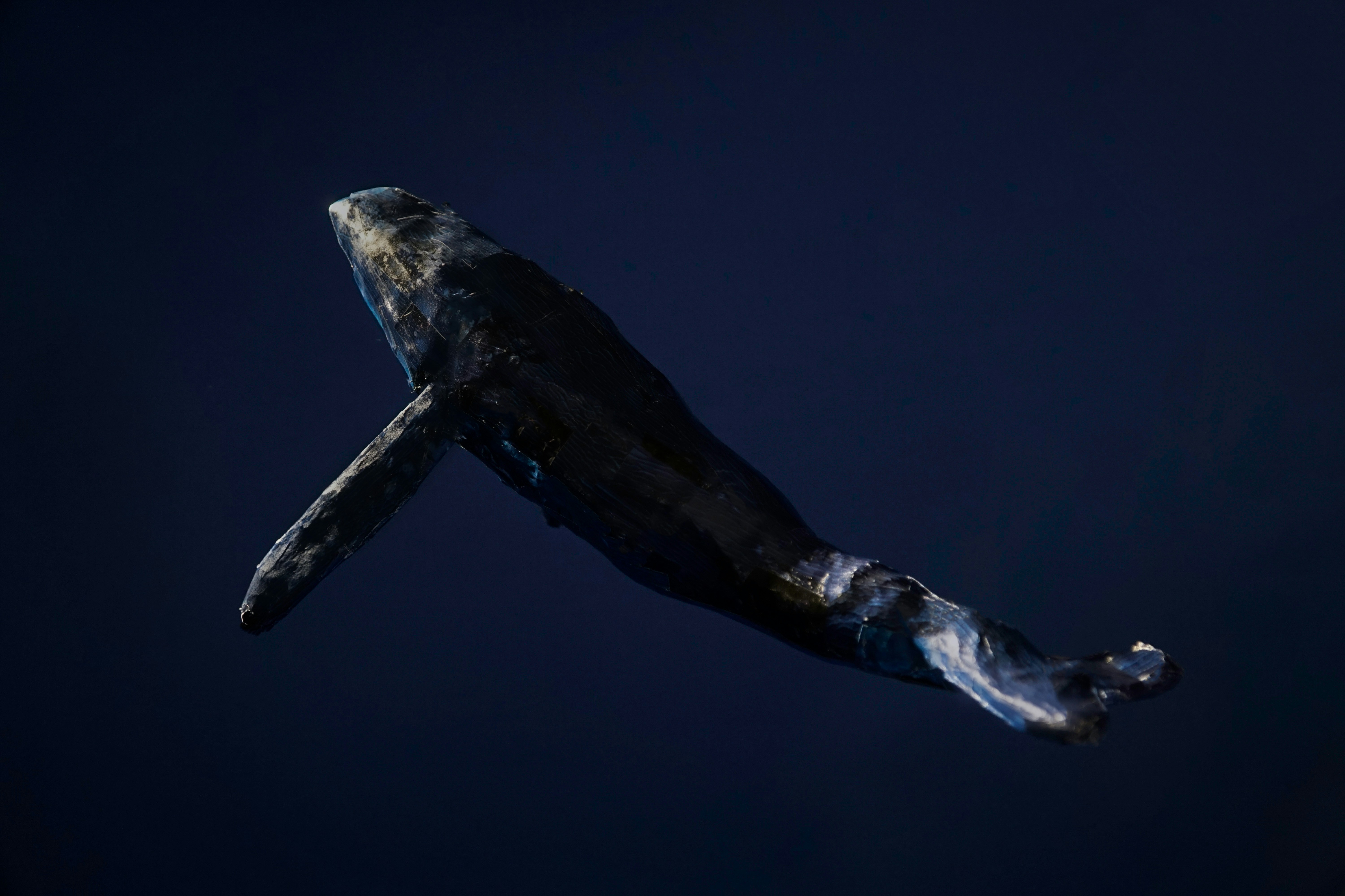 Black and white whale underwater